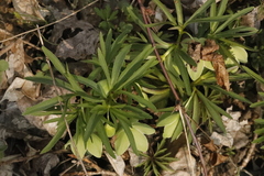 Helleborus viridis