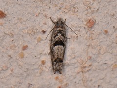 Pseudexentera hodsoni