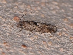 Pseudexentera hodsoni