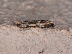 Sinoe