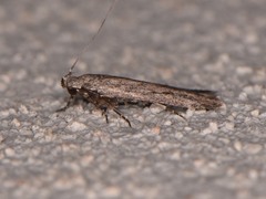 Filatima