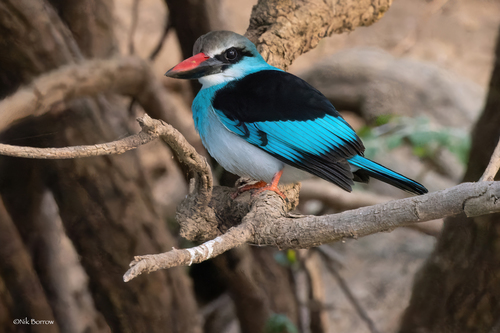 Blue-breasted Kingfisher