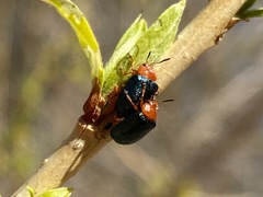 Plagiodera arizonae
