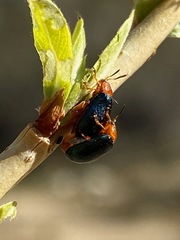 Plagiodera arizonae