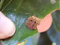 Phobetron hipparchia