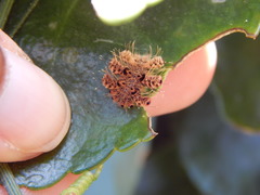 Phobetron hipparchia