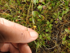 Blennosperma nanum