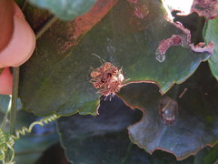 Phobetron hipparchia