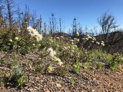 Monardella hypoleuca
