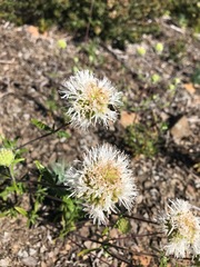 Monardella hypoleuca