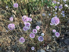 Monardella hypoleuca