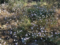 Monardella hypoleuca