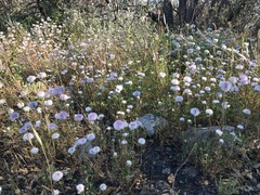 Monardella hypoleuca