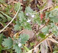 Glandularia quadrangulata