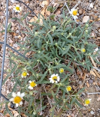 Melampodium cinereum