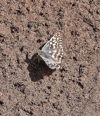 Heliopetes americanus bellatrix