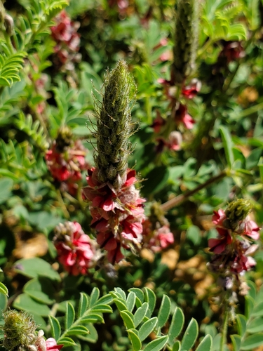 Indigofera daleoides var. daleoides image