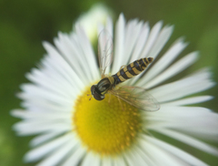 Sphaerophoria menthastri