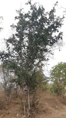 Ebenopsis caesalpinioides