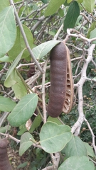 Ebenopsis caesalpinioides