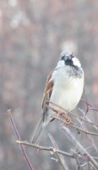 Passer domesticus