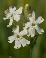 Silene amoena