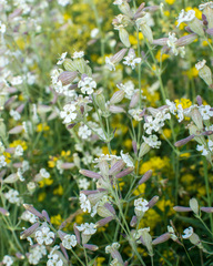 Silene amoena