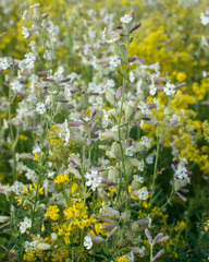 Silene amoena
