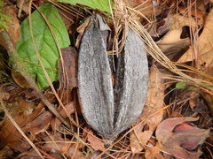 Chiranthodendron pentadactylon