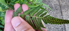 Pteris vittata