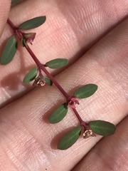 Euphorbia ogdenii