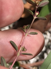 Euphorbia ogdenii