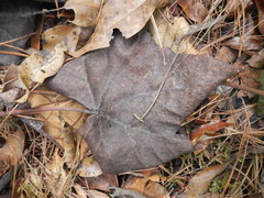Chiranthodendron pentadactylon