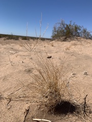 Aristida californica