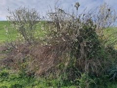 Prunus