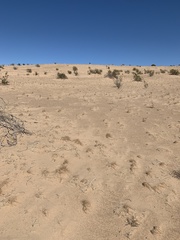 Aristida californica
