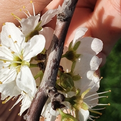 Prunus