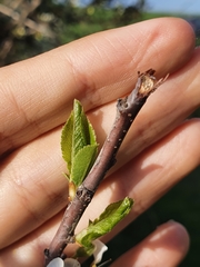 Prunus