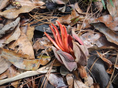 Chiranthodendron pentadactylon