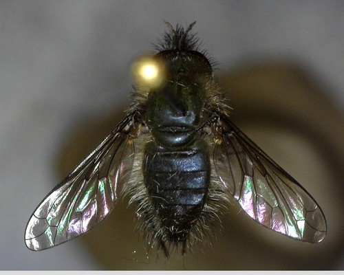 iNaturalist observation photo of Bombyliinae