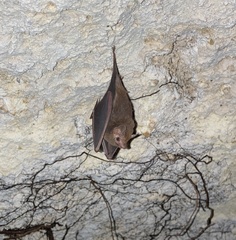 Peropteryx macrotis