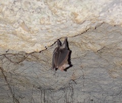 Peropteryx macrotis