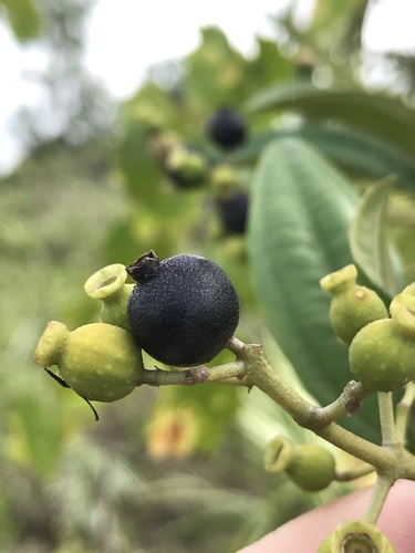 Miconia bicolor