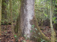Chiranthodendron pentadactylon