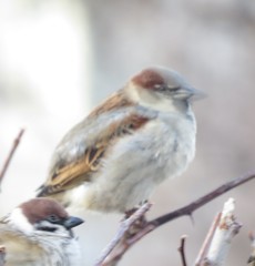 Passer domesticus