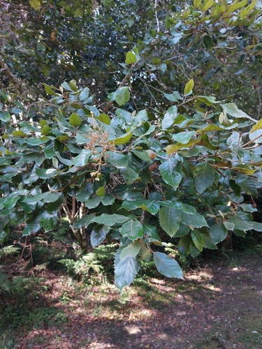 Curtisia (Curtisia dentata)
