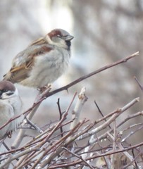 Passer domesticus