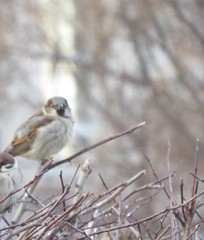 Passer domesticus