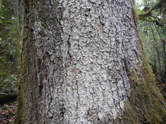 Chiranthodendron pentadactylon