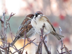 Passer domesticus